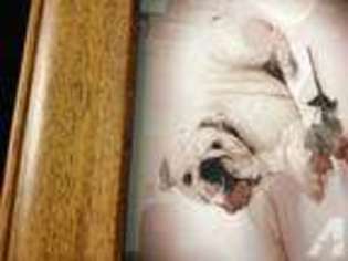 Bulldog Puppy for sale in GLENARDEN, MD, USA