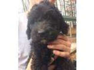 Goldendoodle Puppy for sale in Cross Hill, SC, USA