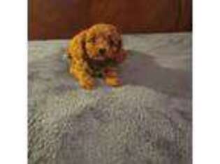 Cavapoo Puppy for sale in Copan, OK, USA