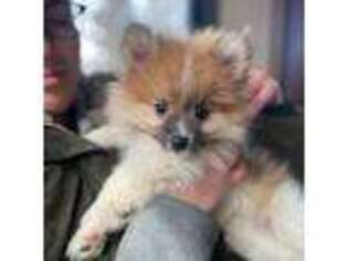 Pomeranian Puppy for sale in South Glastonbury, CT, USA