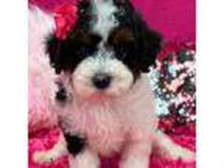 Cavapoo Puppy for sale in Bullard, TX, USA