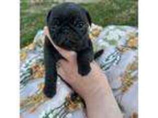 Pug Puppy for sale in West Alexandria, OH, USA