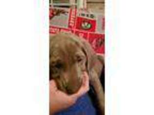 Weimaraner Puppy for sale in Heath, OH, USA
