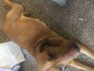 Labrador Retriever Puppy for sale in Zion, IL, USA