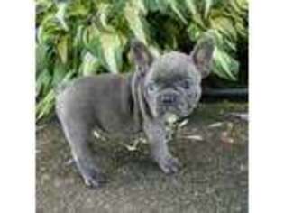 French Bulldog Puppy for sale in New Holland, PA, USA