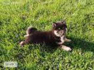 Shiba Inu Puppy for sale in Leola, PA, USA