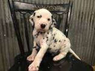 Dalmatian Puppy for sale in Middlebury, IN, USA