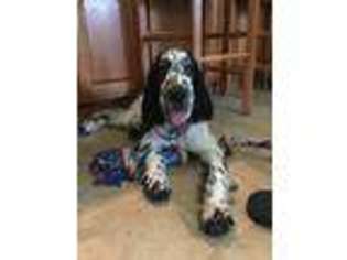 English Springer Spaniel Puppy for sale in Wells, ME, USA