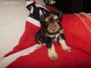 Mutt Puppy for sale in Alpena, AR, USA