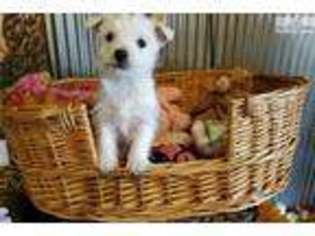 West Highland White Terrier Puppy for sale in Saint Cloud, MN, USA
