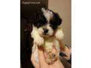 Shih-Poo Puppy for sale in Oakton, VA, USA