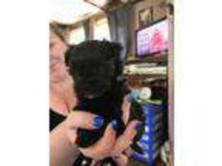 Havanese Puppy for sale in West Deptford, NJ, USA