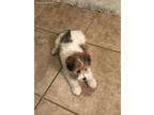 Jack Russell Terrier Puppy for sale in Laveen, AZ, USA