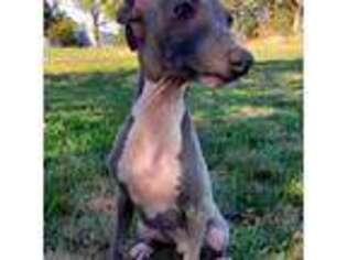 Italian Greyhound Puppy for sale in Oketo, KS, USA