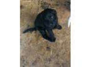 Labradoodle Puppy for sale in Coward, SC, USA