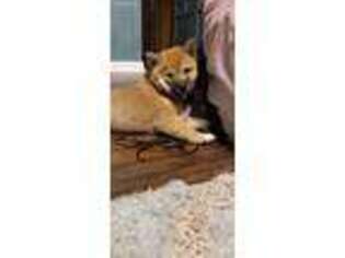 Shiba Inu Puppy for sale in Cicero, IL, USA