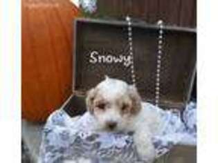 Mutt Puppy for sale in Penn Yan, NY, USA