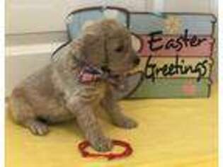 Goldendoodle Puppy for sale in Carrollton, TX, USA