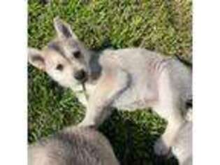 Alaskan Husky Puppy for sale in Los Angeles, CA, USA