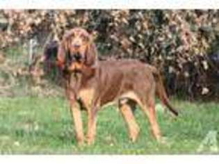 Bloodhound Puppy for sale in SHINGLETOWN, CA, USA