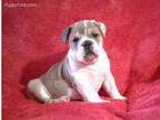 Bulldog Puppy for sale in West Union, OH, USA