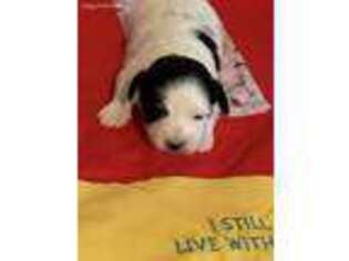 Coton de Tulear Puppy for sale in Memphis, IN, USA