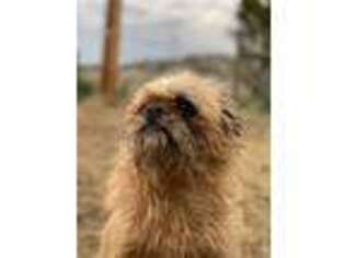 Brussels Griffon Puppy for sale in Sundance, WY, USA