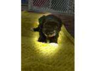 Mutt Puppy for sale in Wolcott, NY, USA