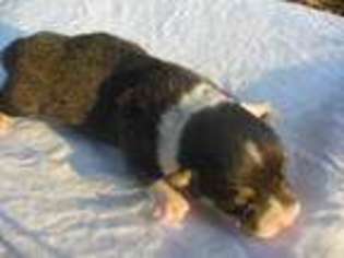 Pembroke Welsh Corgi Puppy for sale in Cove, AR, USA