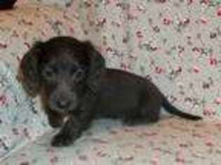 Dachshund Puppy for sale in Liberal, MO, USA
