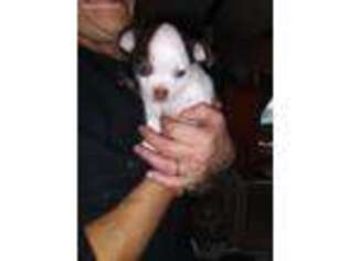Chihuahua Puppy for sale in East Taunton, MA, USA