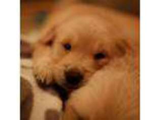 Golden Retriever Puppy for sale in Lemoore, CA, USA