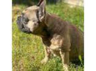 French Bulldog Puppy for sale in Eagle Point, OR, USA