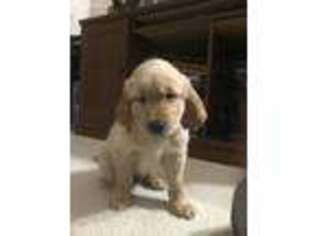 Golden Retriever Puppy for sale in Fort Washington, MD, USA