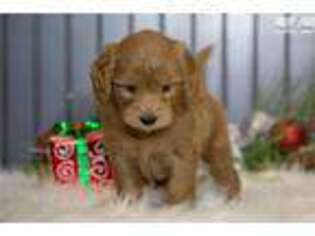 Goldendoodle Puppy for sale in Iowa City, IA, USA