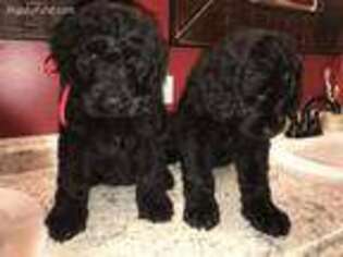 Goldendoodle Puppy for sale in West Liberty, KY, USA