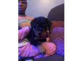 Rottweiler Puppy for sale in Stockbridge, GA, USA