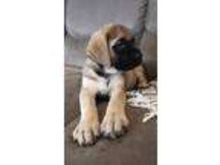 Mastiff Puppy for sale in Ionia, IA, USA