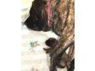 Mastiff Puppy for sale in Landrum, SC, USA