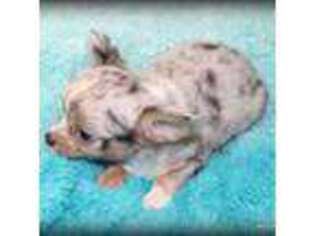 Chihuahua Puppy for sale in Wister, OK, USA