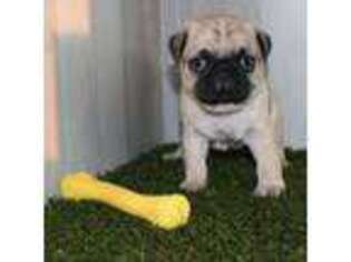 Pug Puppy for sale in Baldwin, NY, USA