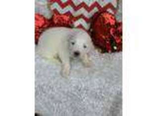 Great Pyrenees Puppy for sale in Alma, GA, USA
