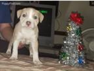 American Staffordshire Terrier Puppy for sale in Greenville, NC, USA