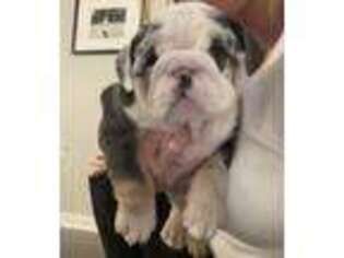 Bulldog Puppy for sale in Cincinnati, OH, USA