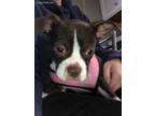 Boston Terrier Puppy for sale in Carlisle, PA, USA