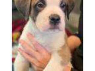 Saint Bernard Puppy for sale in Duncannon, PA, USA
