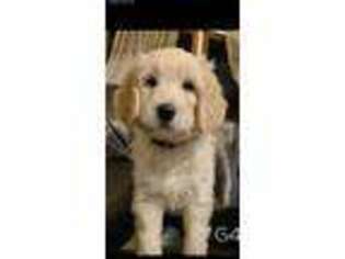 Goldendoodle Puppy for sale in Morgantown, WV, USA