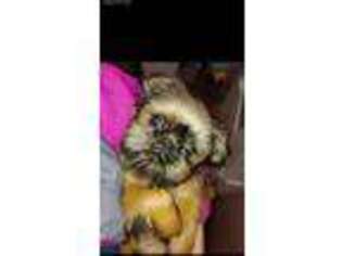 Brussels Griffon Puppy for sale in Fletcher, NC, USA