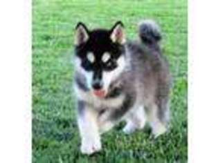 Siberian Husky Puppy for sale in Holmesville, OH, USA