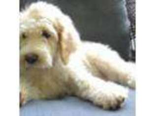 Labradoodle Puppy for sale in Taunton, MA, USA